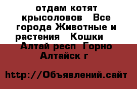 отдам котят крысоловов - Все города Животные и растения » Кошки   . Алтай респ.,Горно-Алтайск г.